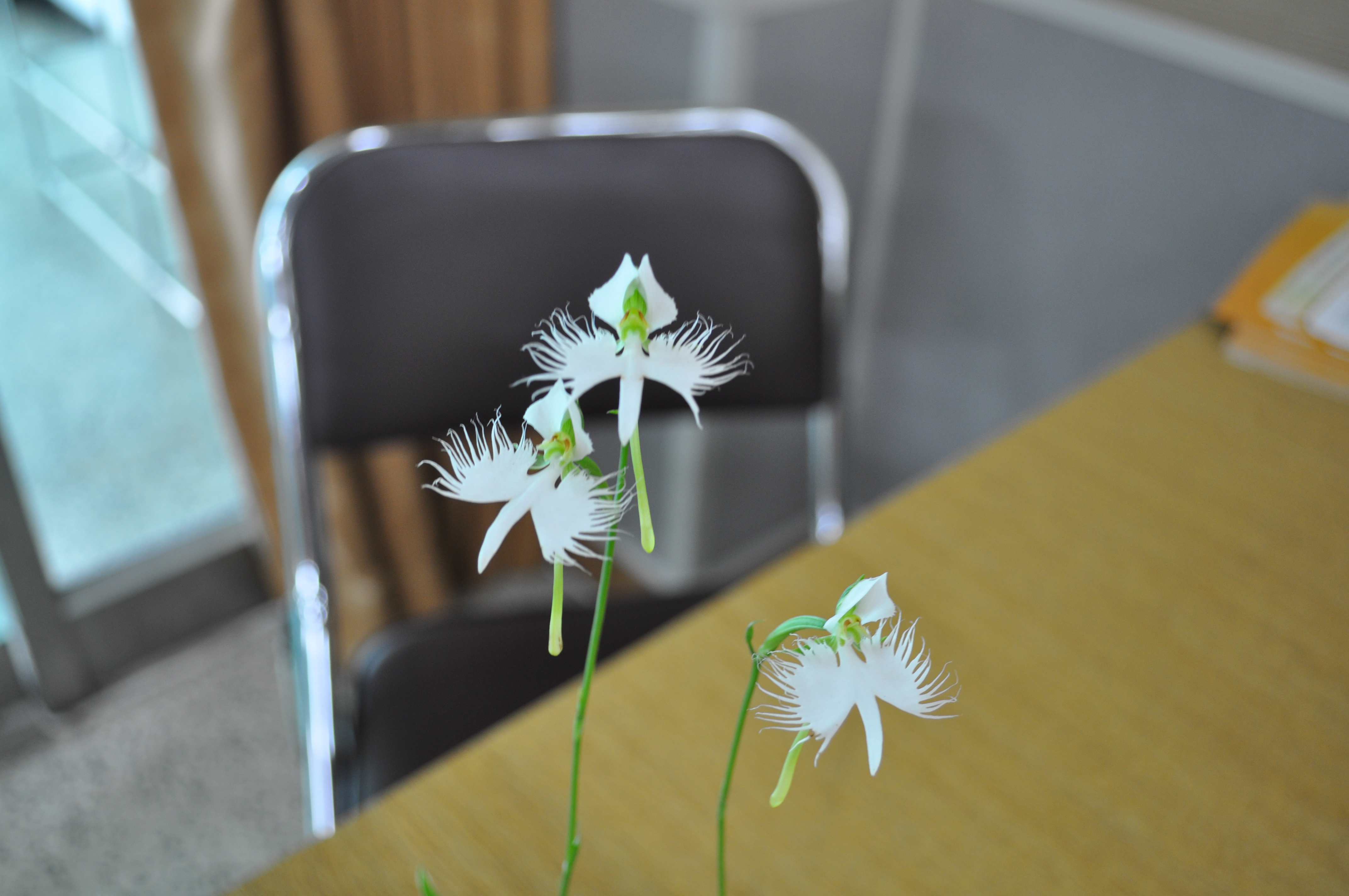 도시생활농업 활성화 생활원예 교육(1차수,2011.9.8)